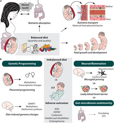 From Maternal Diet to Neurodevelopmental Disorders: A Story of Neuroinflammation